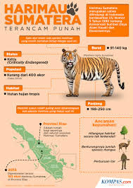 Check spelling or type a new query. Mengenal Harimau Sumatera Yang Terancam Punah Halaman All Kompas Com