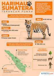 Membuat kandang macan di belakang pengemudi juga ide yang tidak buruk. Mengenal Harimau Sumatera Yang Terancam Punah Halaman All Kompas Com