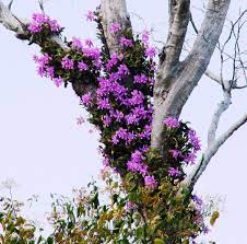 Cattleya Nobilior Growing On A Dead Tree Growing Orchids Orchids Orchids Garden