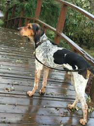 Black And Tan Coonhound Redbone Coonhound Lab Mix Pin On Bluetick Walker Hound Mix