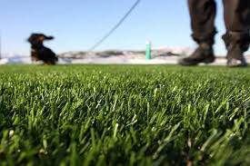 While no grass variety is completely 100% resistant to the ravages of rover, there are a few types of grasses that recover quickly from urine burning or digging. The Best Artificial Grass For Dogs In 2020 Uk Dogsbarn