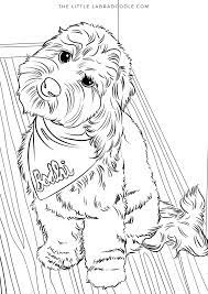 We have had consistent breeding of the mini golden. Doodle Lovers Coloring Book Brodie The Therapy Dog Dog Coloring Book Dog Sketch Coloring Books