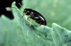 Tipps Gegen Erdflohe Am Gemuse Floh Erde Gartentipps