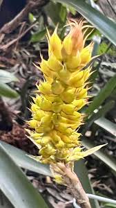 Image result for Chorisochora transvaalensis