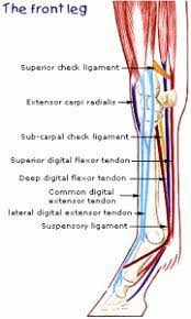 Tendons and ligaments of the leg. Tendons And Ligaments Structure And Injury Rainland Farm Equine Clinic
