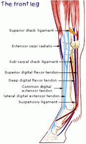 Collectively, they act to dorsiflex and invert the foot at the ankle joint. Tendons And Ligaments Structure And Injury Rainland Farm Equine Clinic