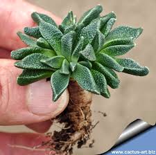 Image result for Nananthus vittatus