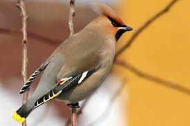 Während den vögeln die optik der futterstelle egal ist, sollte das häuschen jedoch in den garten passen und den persönlichen vorlieben entsprechen. Stunde Der Wintervogel 2020 Tagesaktuelle Zwischenergebnisse Nabu