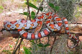 Miami Corn Snake Elaphe Guttata Guttata Corn Snake Snake Animal Conservation