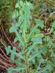 Image result for Lactuca imbricata