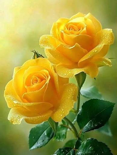 Yellow Roses | Roses