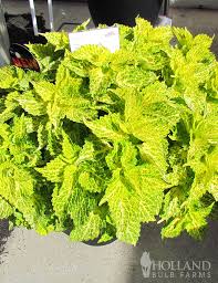 Image result for Coleus meyeri