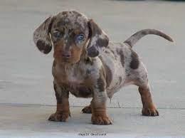 Pin By Shaunna Sturgeon On These Are A Few Of My Favorite Things Dog Crossbreeds Dapple Dachshund Puppy Dapple Dachshund
