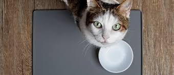 Hillspet.com has been visited by 100k+ users in the past month The Best Cat Food For Indoor Cats Review In 2021 Pet Side