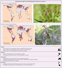 Image result for Vincetoxicum cernuum