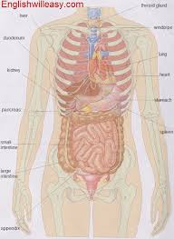 Characteristic of the vertebrate form, the human body has an internal skeleton that includes a backbone of vertebrae. Internal Organs Diagram Online Dictionary For Kids