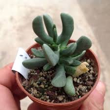 Image result for Hereroa