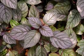With more than 60 different types of indoor plants in our exclusive list, you will have no problem picking the best houseplants for your home! Waffle Plant Care Tips For Growing Waffle Plants Indoors