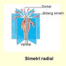 Peningkatanhasil belajar dan hubungan yang rendah denganketerampilan berpikir kritis mahasiswa pada perkuliahan zoologi invertebrata di. Zoologi Invertebrata Pdf Siswapelajar Com