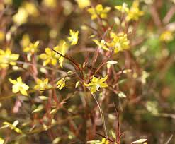 Image result for Lysimachia barbata