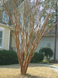Maybe you would like to learn more about one of these? Crepe Myrtle Pruning Step By Step Southern Living