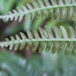 Image result for Pteris linearis