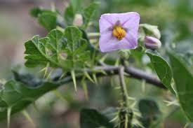 Image result for Solanum linneanum