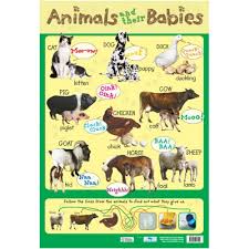 Animals And Their Babies Learning Chart