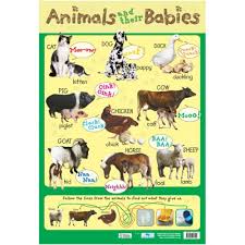 animals and their babies learning chart