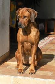 Elevage Des Terres Lointaines Eleveur De Chiens Chien De Rhodesie A Crete Dorsale Rhodesian Ridgeback Puppies Rhodesian Ridgeback Dog Vizsla Dogs