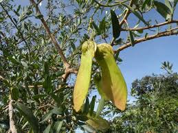 Image result for Securidaca welwitschii