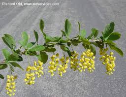Image result for Berberis