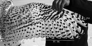 Color in this picture of owl in bathrobe and others with our library of online coloring pages. Wing Of Female Snowy Owl Stretched Out With Outer Vane Of Both Download Scientific Diagram