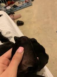 Over our lifetime, we have expanded to become an organization that now serves many breeds of cats as well as dogs. Unleashed Pet Rescue 19 Photos 73 Reviews Animal Shelters 5918 Broadmoor Mission Ks Phone Number Yelp