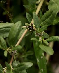 Image result for Zaleya