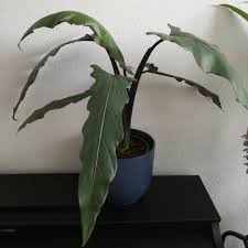 Alocasia lauterbachiana starter plant care 1) regular potting soil. Alocasia Lauterbachiana Baroque Sword In Gardentags Plant Encyclopedia
