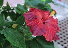 Download Beautiful Hibiscus Flower Graphic By Jlbimages Creative Fabrica Yellowimages Mockups