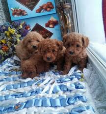 Poodle Toy Poodle Toy Kopek Kopekseverler Kopeksahiplendirme Kopekyavrusu Evcilhayvan Evcilhayvanurunleri Satilikkopekle Poodle Evcil Hayvanlar Kopek
