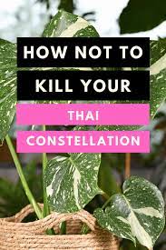 Maybe you would like to learn more about one of these? Monstera Thai Constellation Actionable Care Tips