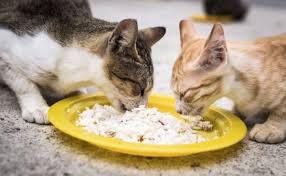 Maybe you would like to learn more about one of these? 5 Makanan Kucing Kampung Agar Cepat Gemuk