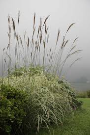 Image result for Miscanthus sinensis