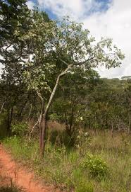 Image result for Ochna gambleoides