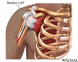 The shoulder joint is the connection between the chest and the upper extremity. Shoulder Tendons Anatomy Google Search Supraspinatus Saglik Omuz Egzersizleri