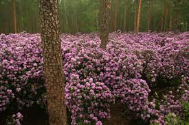 Rozanecznik Katawbijski Wikipedia Wolna Encyklopedia Plants Rhododendron Shrubs