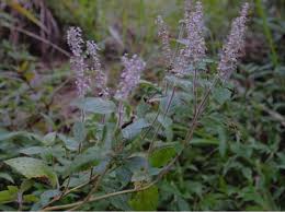 Image result for Platostoma