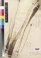 Image result for Xyris congensis