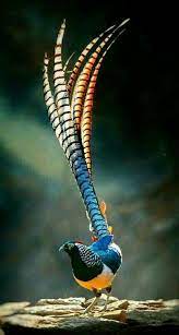 cesur ozturk adli kullanicinin i ve got a thing for birds panosundaki pin hayvanlar rengarenk kuslar vahsi hayvanlar