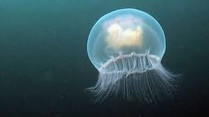 heres why there are so many jellyfish