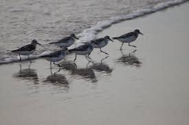 Birds Of Cape Cod Birds On Wellfleet Beach Cape Cod Cape Cod Beautiful Birds Wellfleet