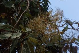 Image result for Bocconia arborea